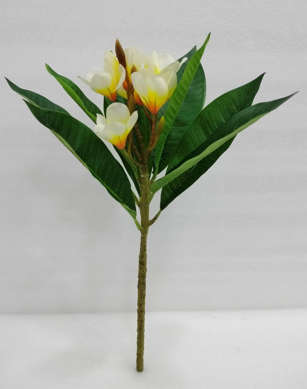 Firangapani Spray With Leaves 6+3